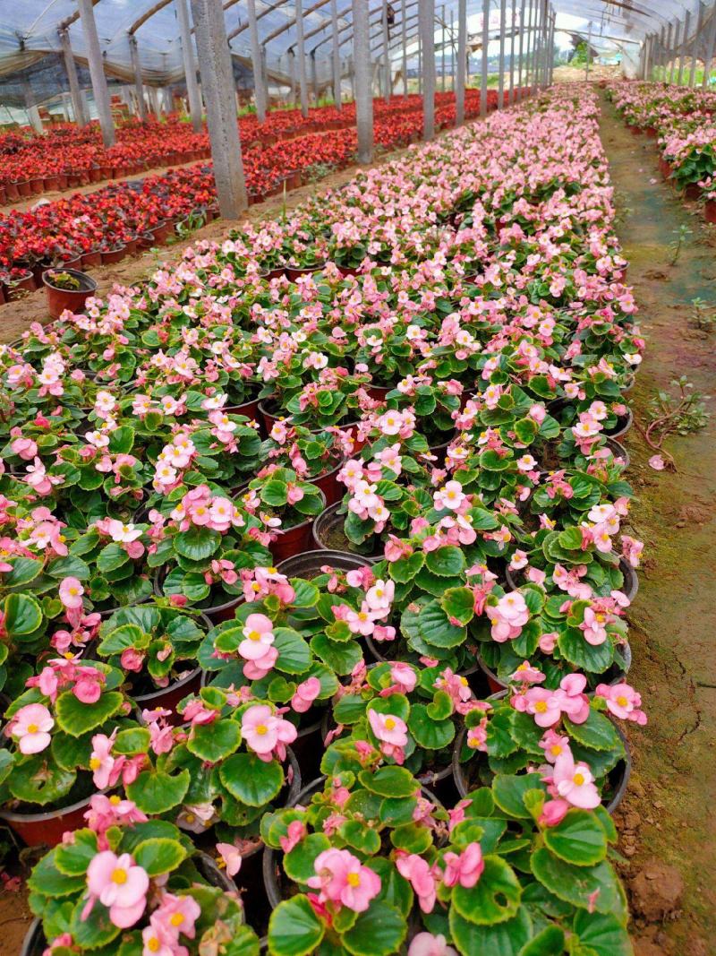 四季海棠花盆栽丽格海棠好养室内四季开花玻璃翠鲜花盆栽带花