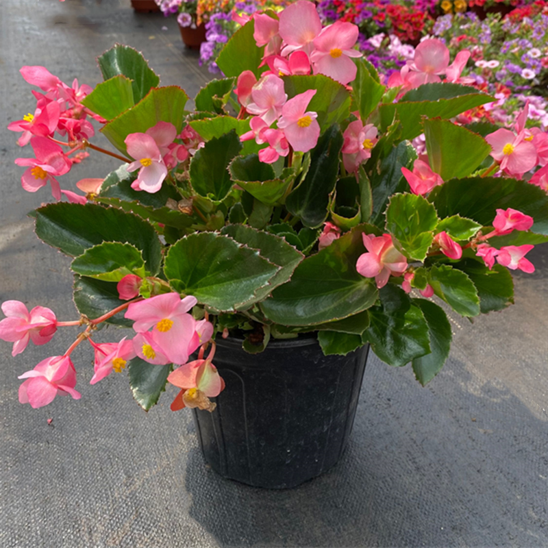 四季海棠花盆栽丽格海棠好养室内四季开花玻璃翠鲜花盆栽带花