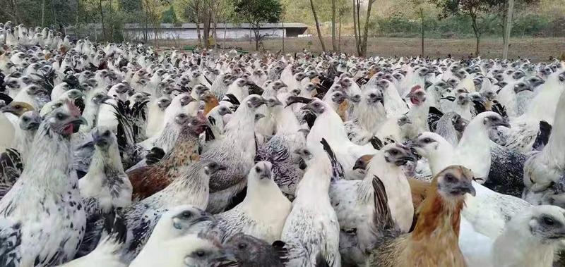 广西乌鸡成品鸡自家养殖量大质优欢迎采购