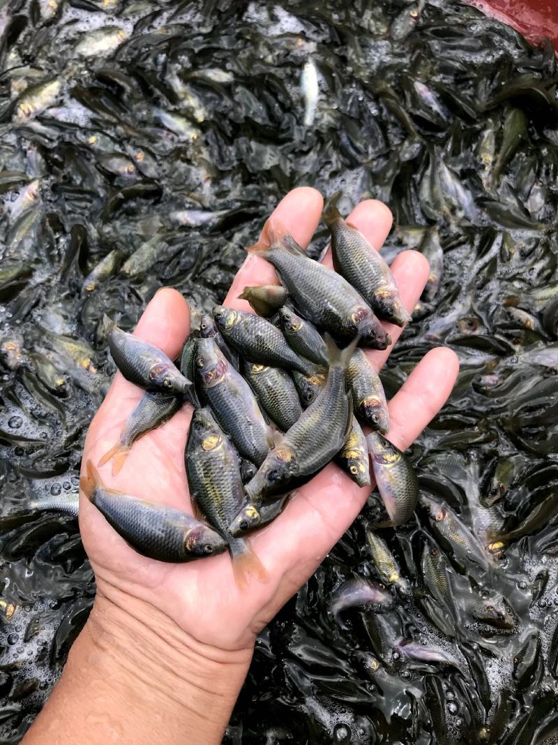 禾花鲤