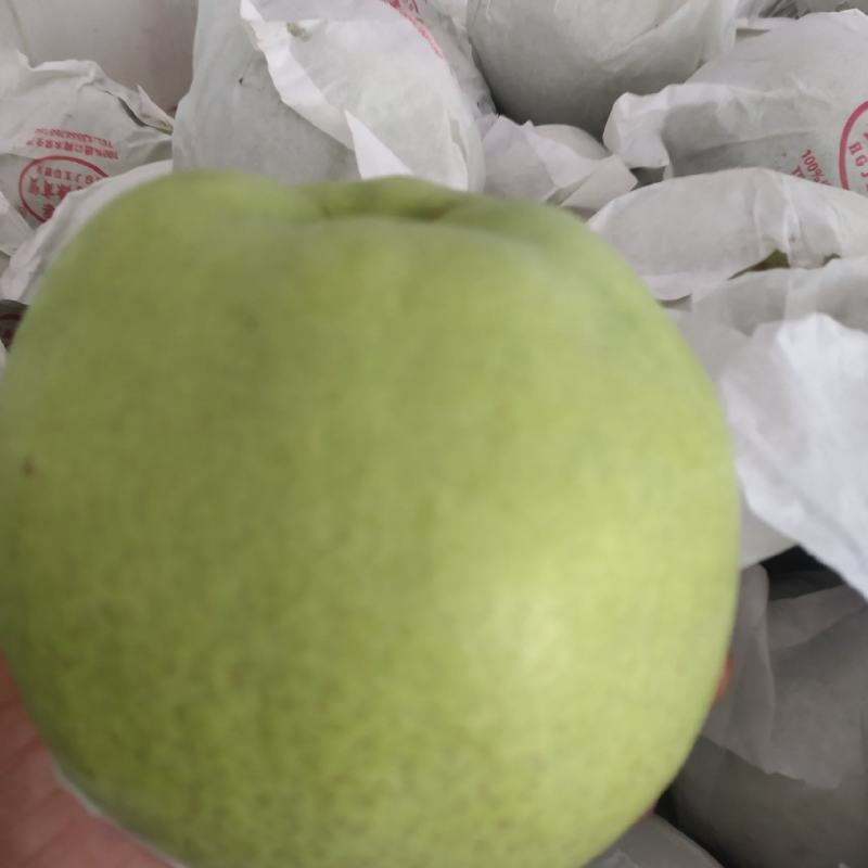 汉源金花梨，又甜又化渣货源充足，保证质量