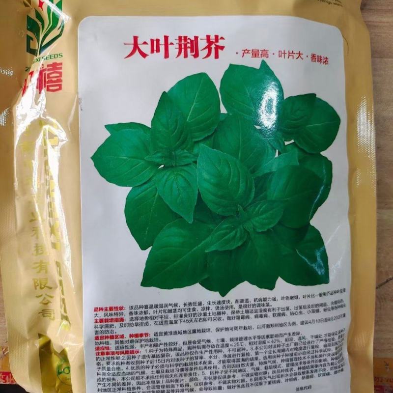 大叶荆芥种子叶片大香味浓生长速度快500g