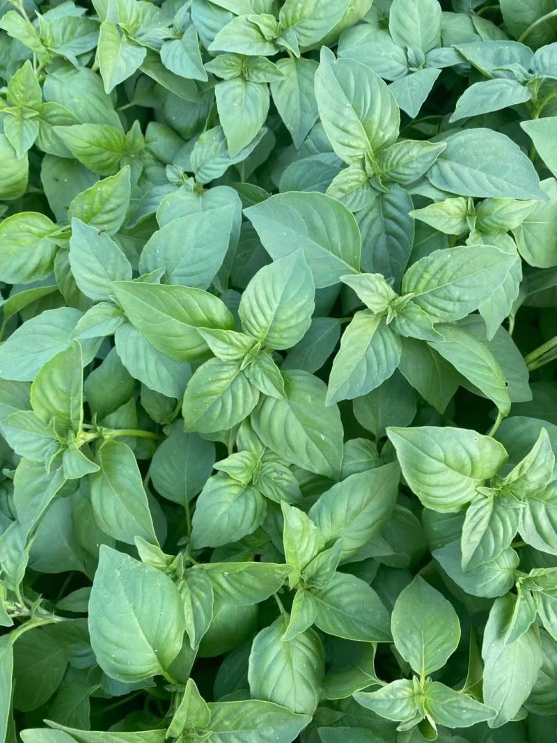 大叶荆芥种子叶片大香味浓生长速度快500g