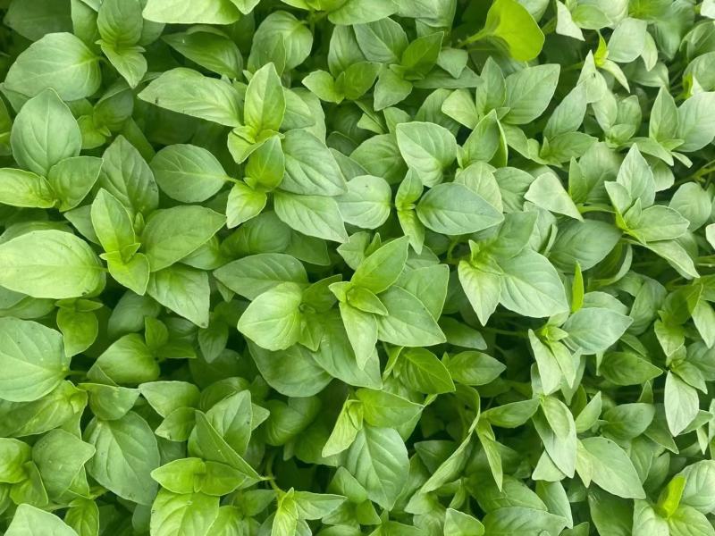 大叶荆芥种子叶片大香味浓生长速度快500g