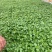 大叶荆芥种子叶片大香味浓生长速度快500g