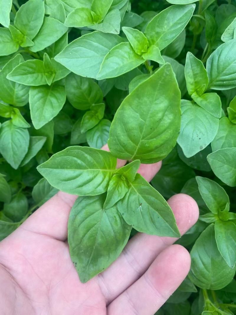 大叶荆芥种子叶片大香味浓生长速度快500g