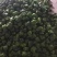 青州圆椒太空椒红方，奥黛丽大量有货，欢迎各位老板咨询选购