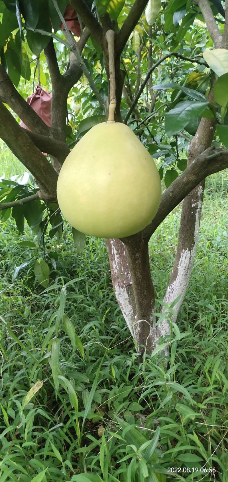 三红柚果苗盆栽，可当盆景观赏，又能当水果食用