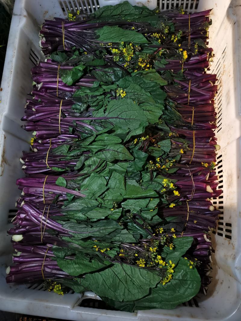 贵州高山红油菜苔大量有货