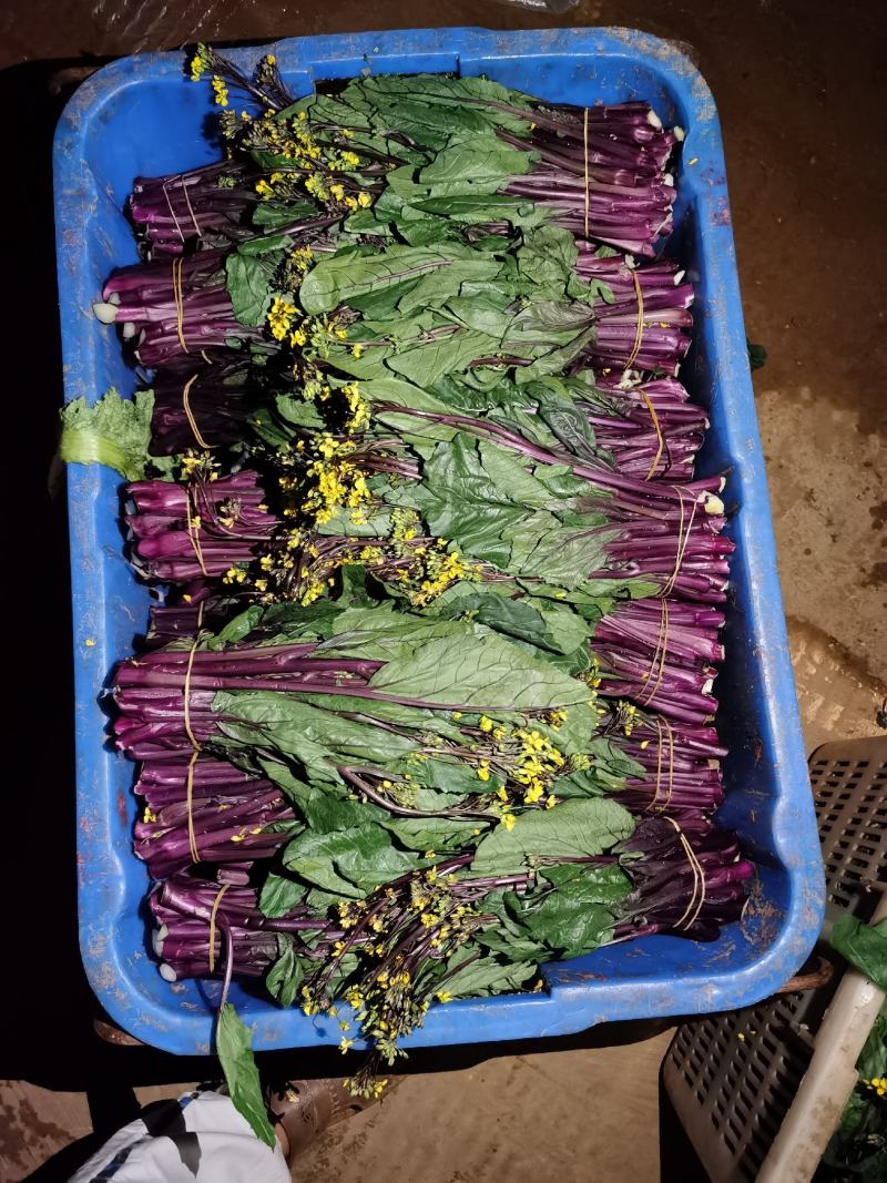 贵州高山红油菜苔大量有货