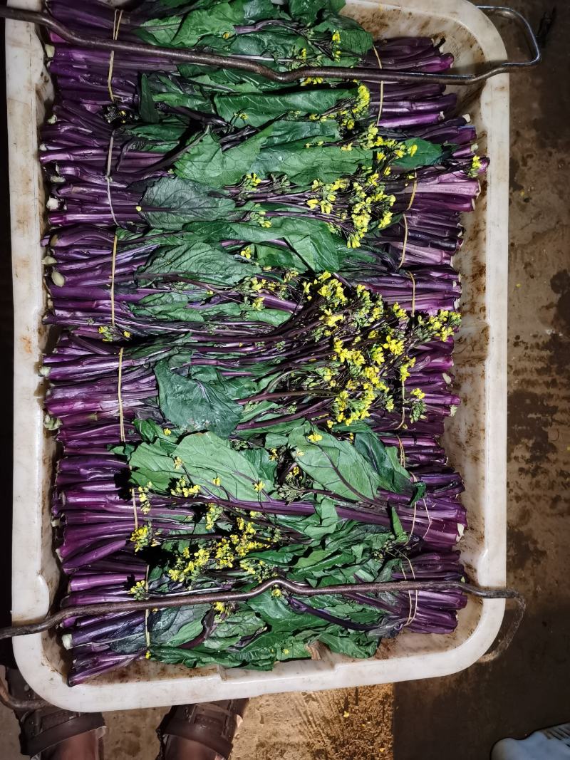 贵州高山红油菜苔大量有货