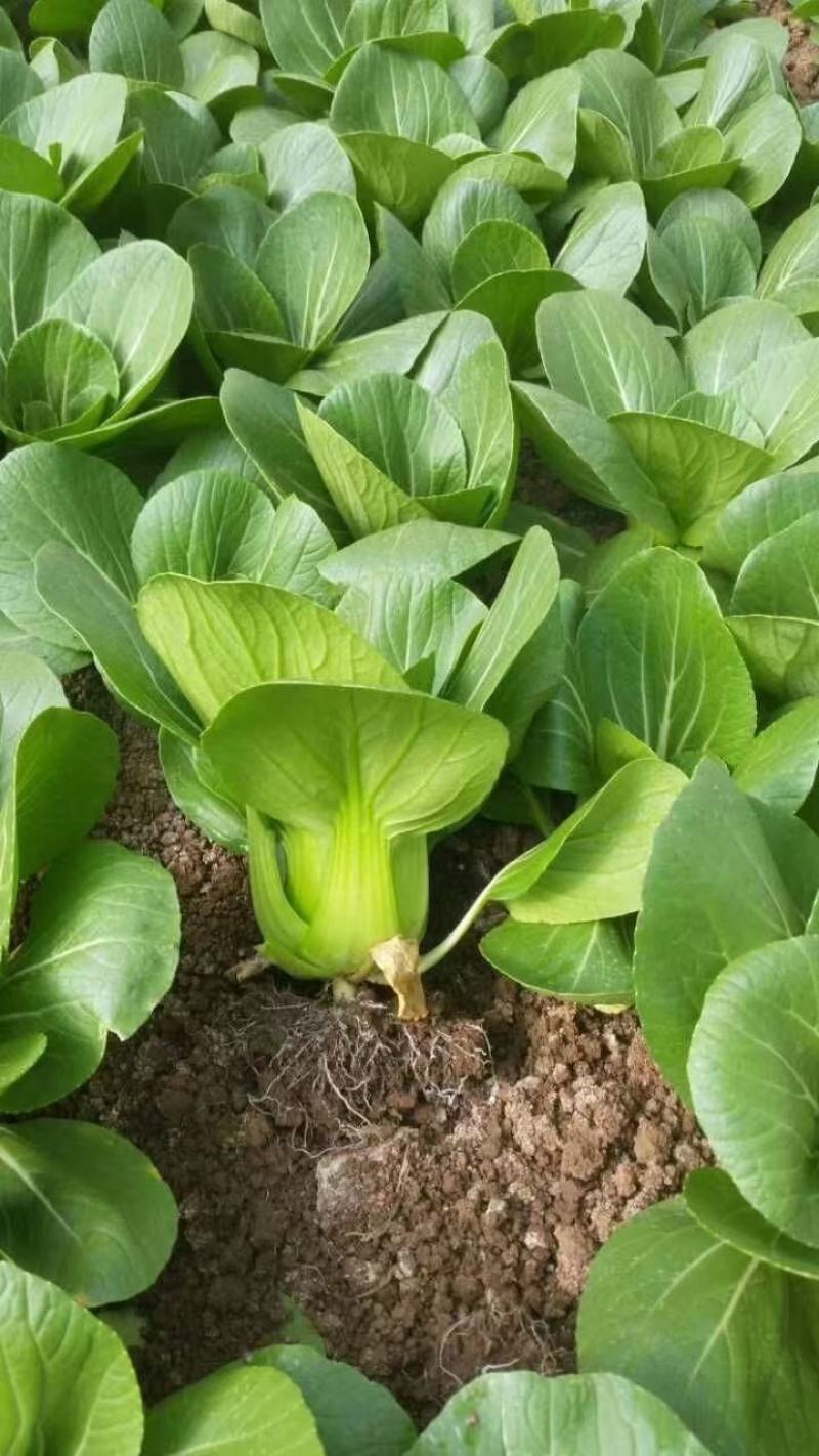 批发【500g】美福青梗菜种子夏悦青梗菜种子耐热种子