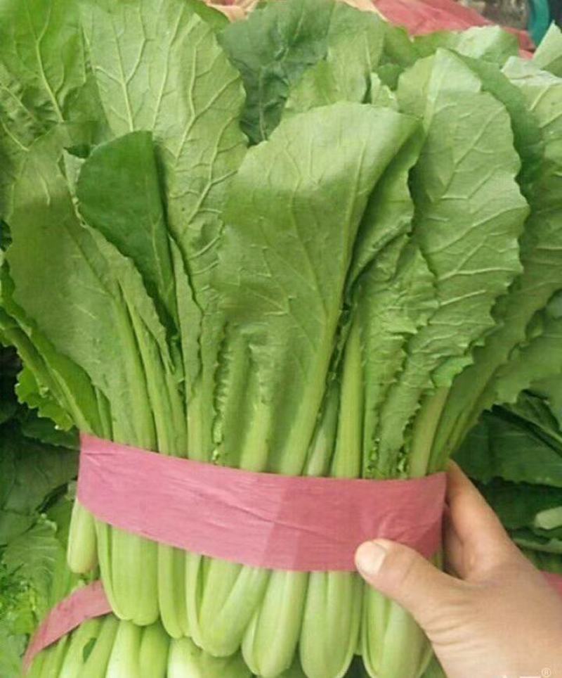 “精选”小白菜，颜色全绿，可供市场，超市