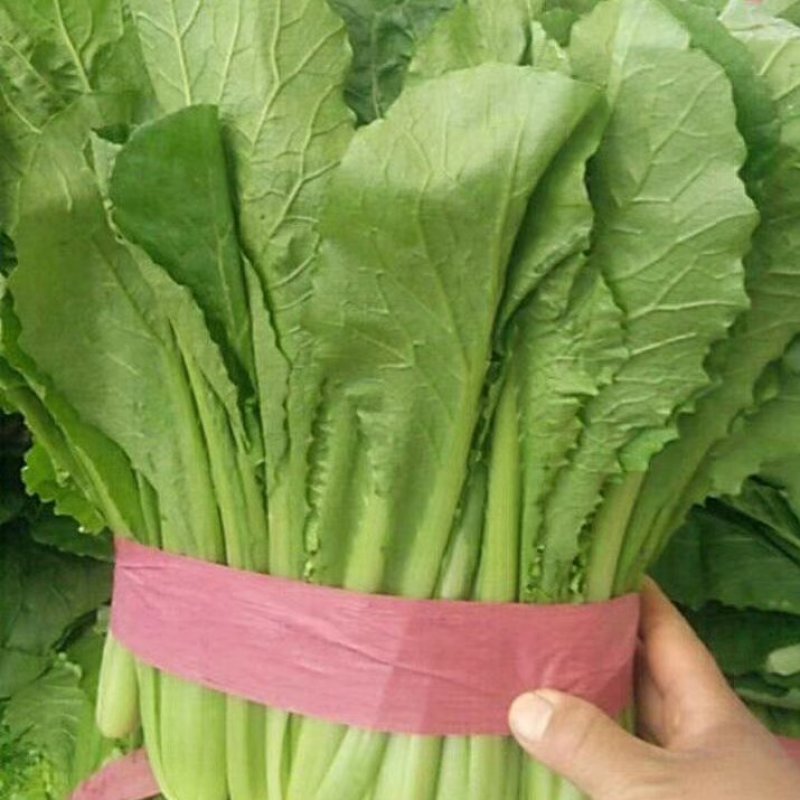 “精选”小白菜，颜色全绿，可供市场，超市