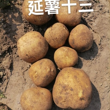 延薯十三