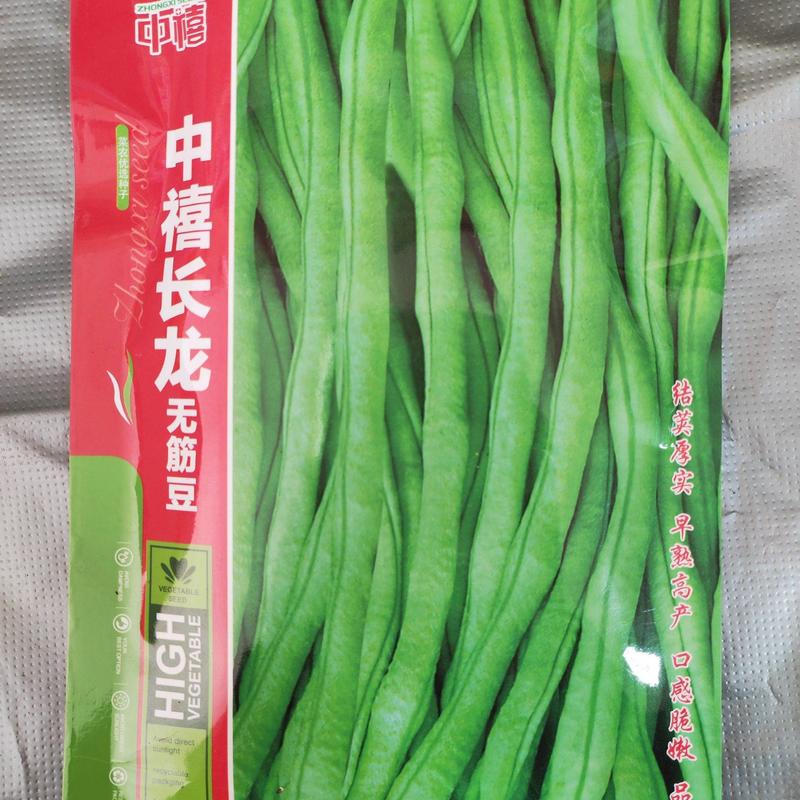 中禧长龙无筋豆种子芸豆种子荚长30-35厘米袋装