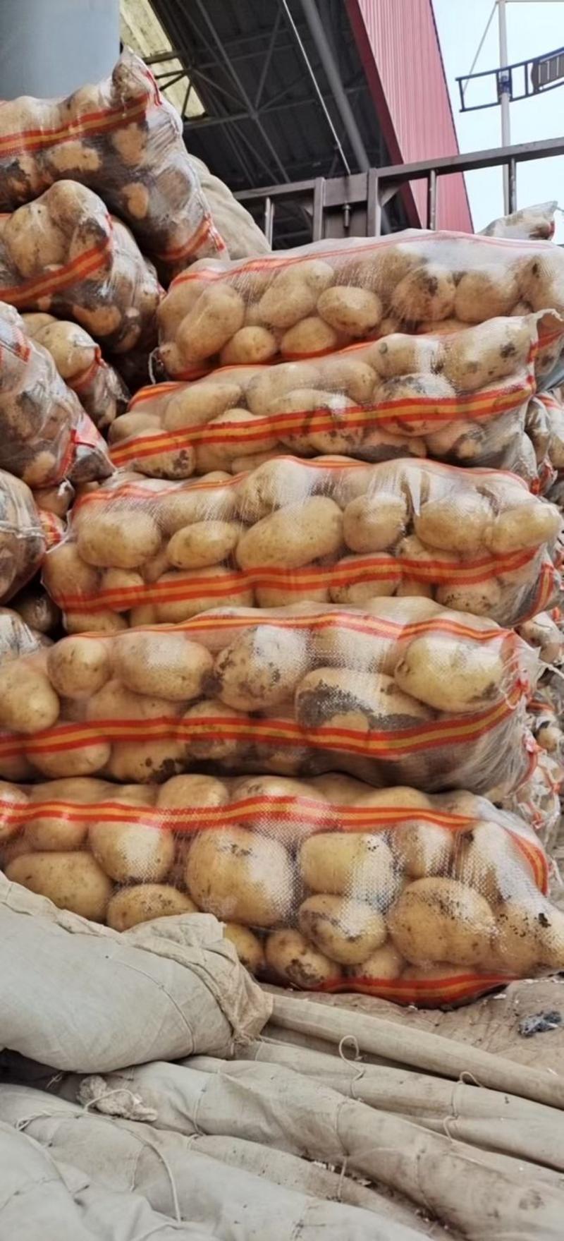 土豆，黄心土豆，三两起步，常年供应。品质好，现货供应
