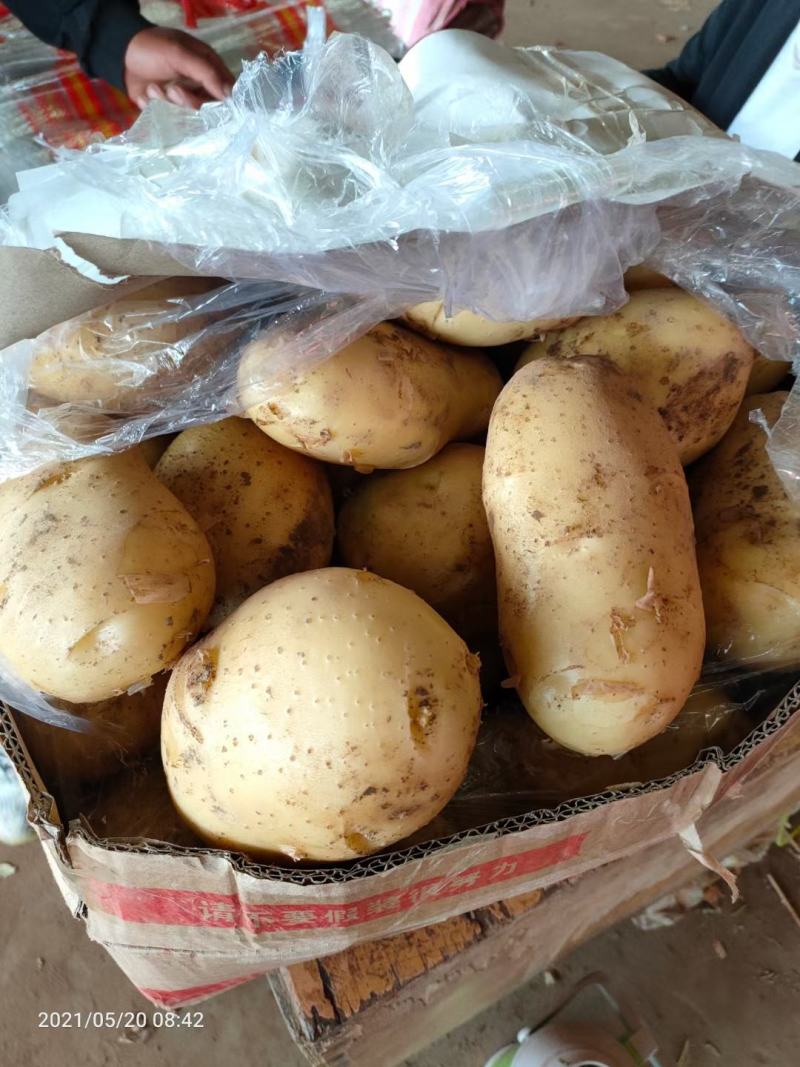 土豆，黄心土豆，三两起步，常年供应。品质好，现货供应