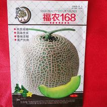 福农168网纹哈密瓜种子圆形哈密瓜种子金黄后哈密瓜