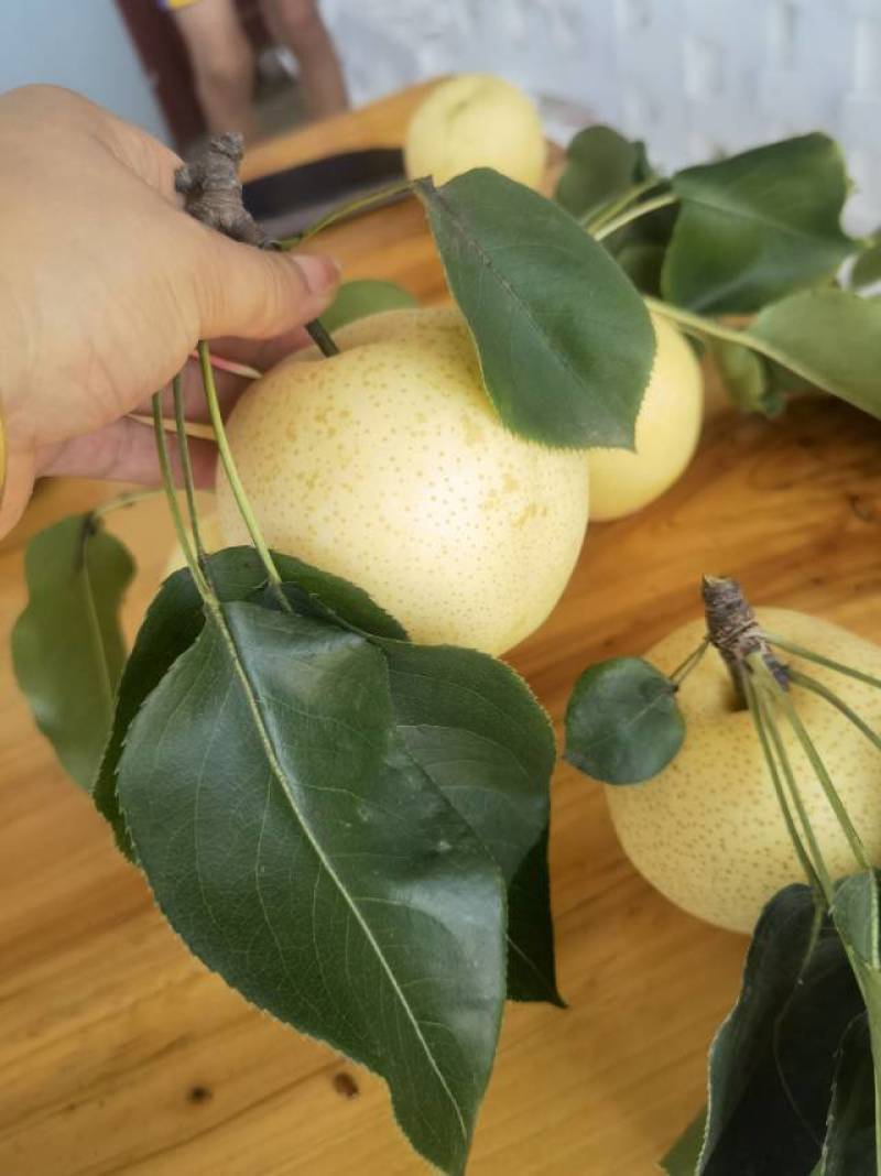 方城县梨香苑黄金梨种植场