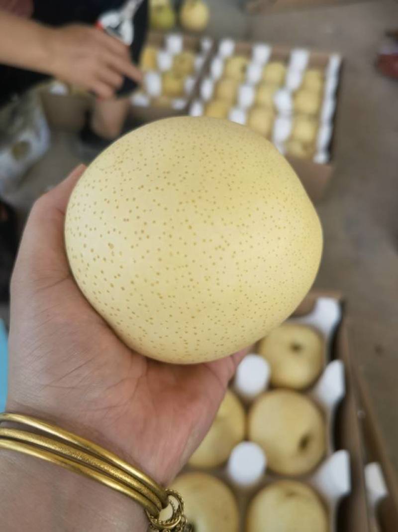 方城县梨香苑黄金梨种植场