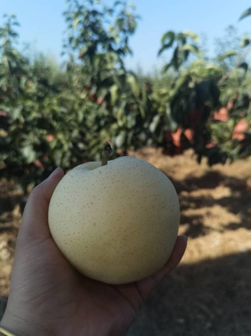 方城县梨香苑黄金梨种植场