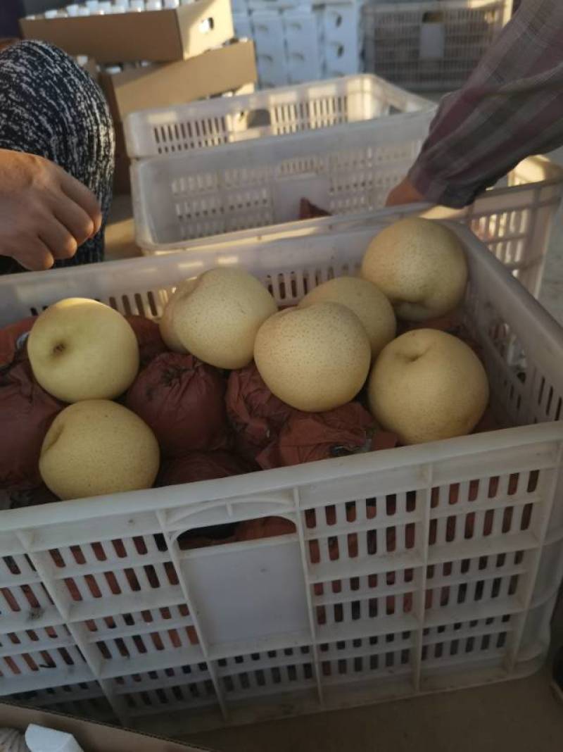 方城县梨香苑黄金梨种植场