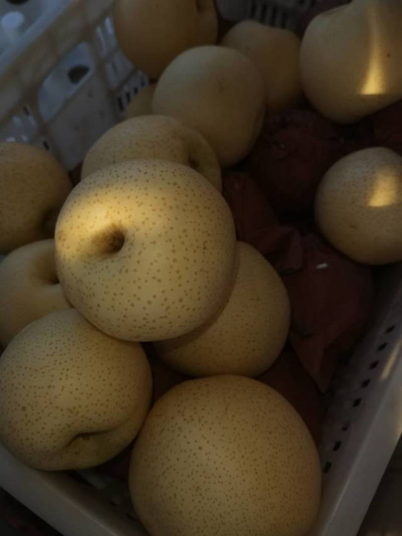 方城县梨香苑黄金梨种植场