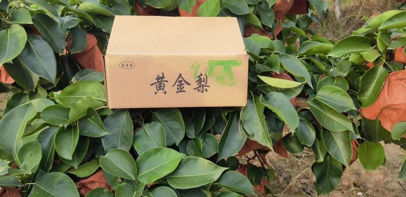 五斤装的黄金梨，九个装，30元包邮