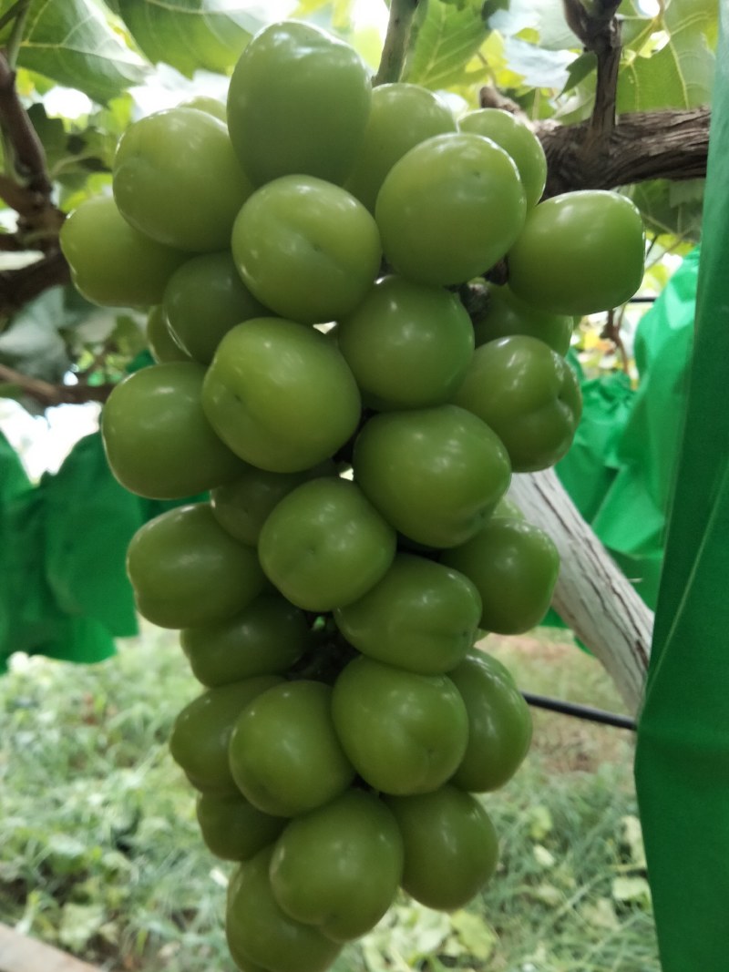 阳光玫瑰