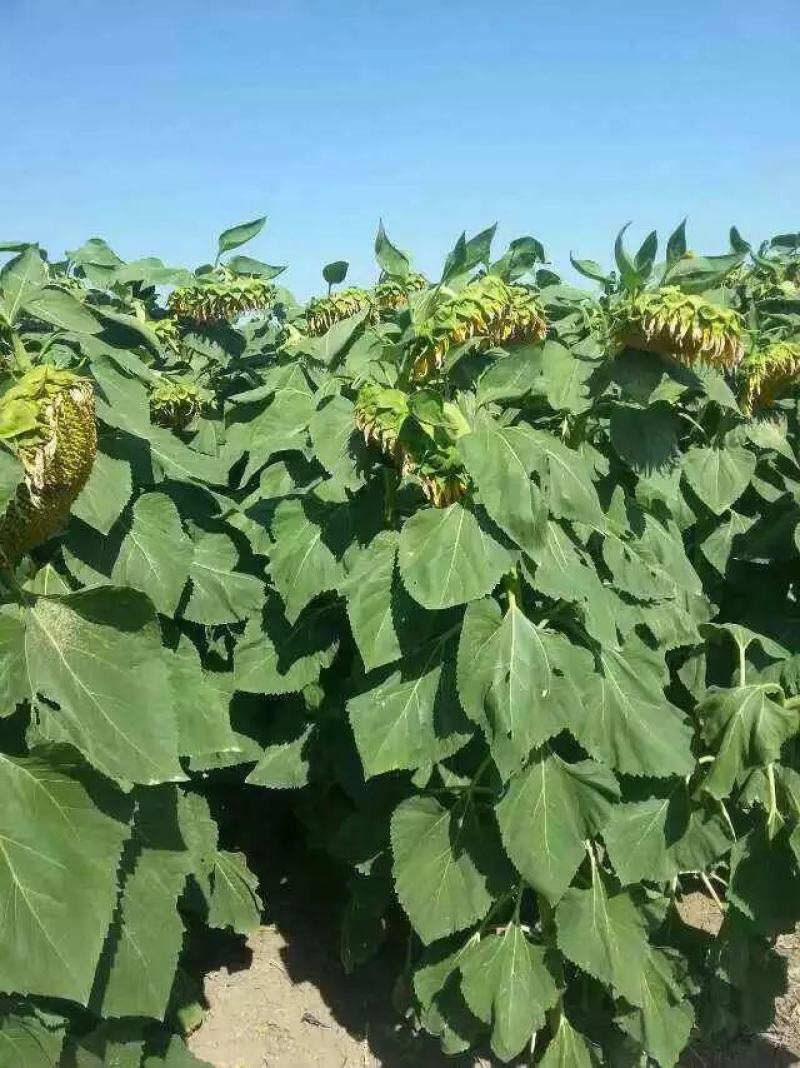 法国食葵一号种子可以吃的瓜子食葵种子向日葵种子
