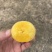 云南高山人参果大量上市，产地直发量大从优，欢迎联系