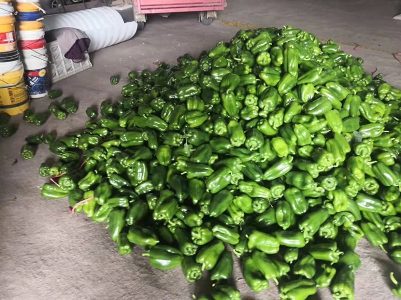 青州圆椒太空椒红方，奥黛丽大量有货，欢迎各位老板咨询选购