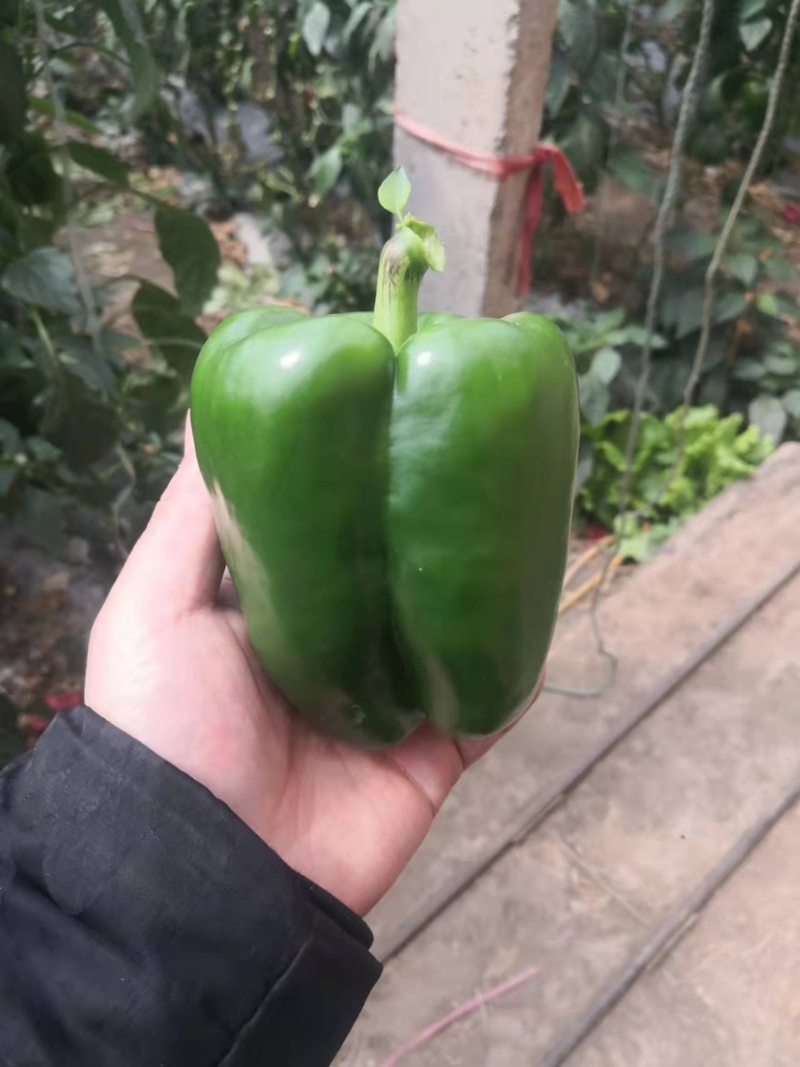 青州圆椒太空椒红方，奥黛丽大量有货，欢迎各位老板咨询选购