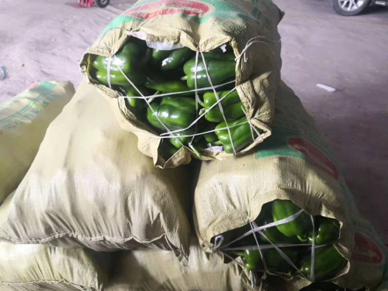 青州圆椒太空椒红方，奥黛丽大量有货，欢迎各位老板咨询选购