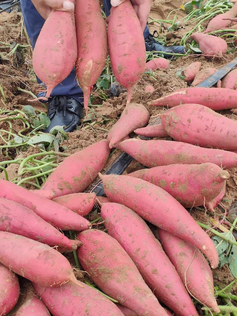 西瓜红红薯长期供应各种规格现货全程视频看货
