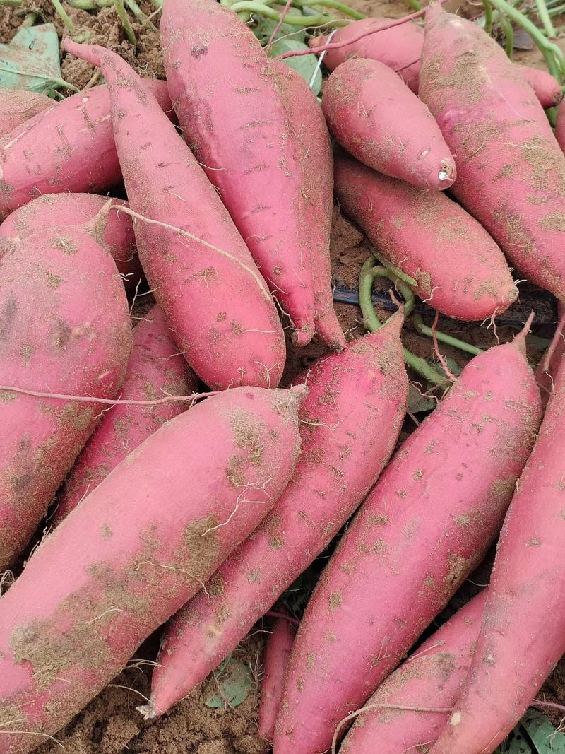 西瓜红红薯长期供应各种规格现货全程视频看货