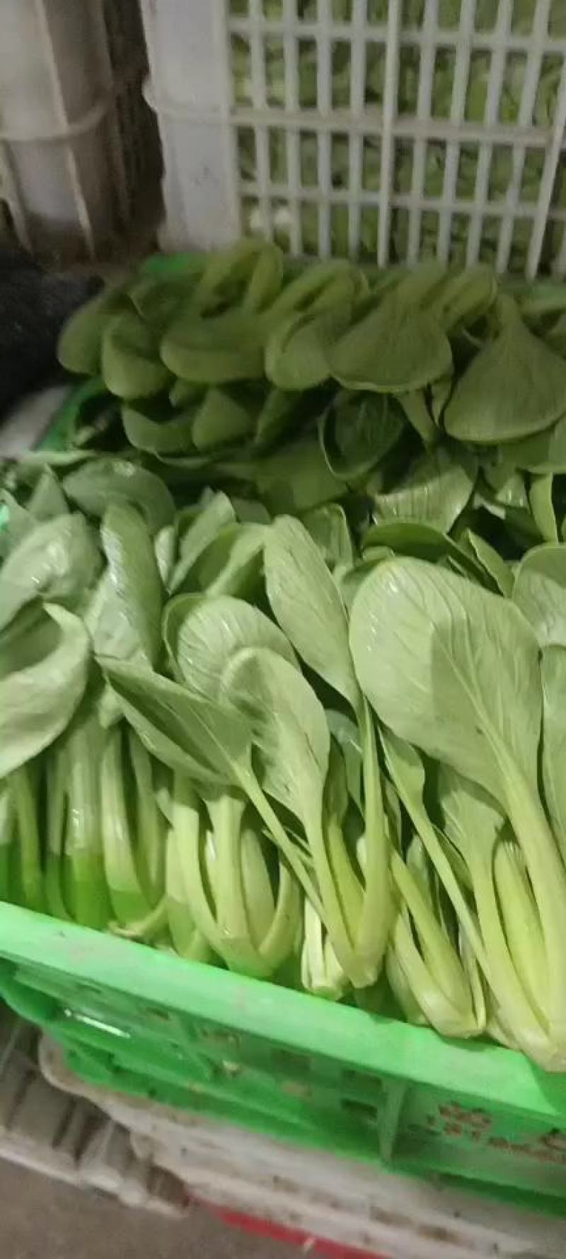 上海青小青菜供应基地质量好以品质为求生存大量供应