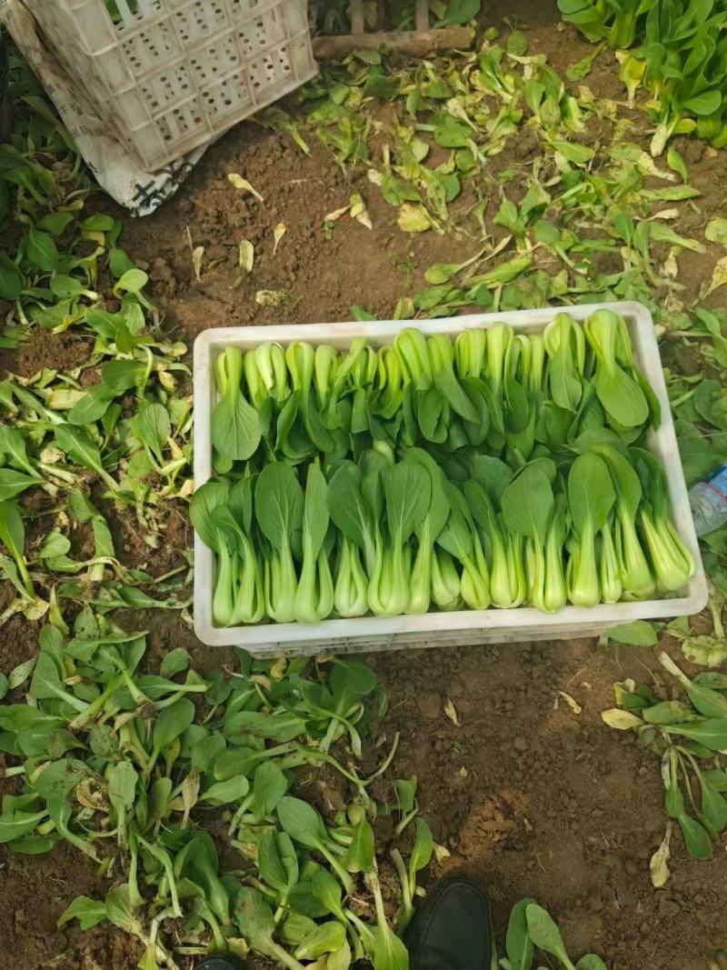 上海青小青菜供应基地质量好以品质为求生存大量供应