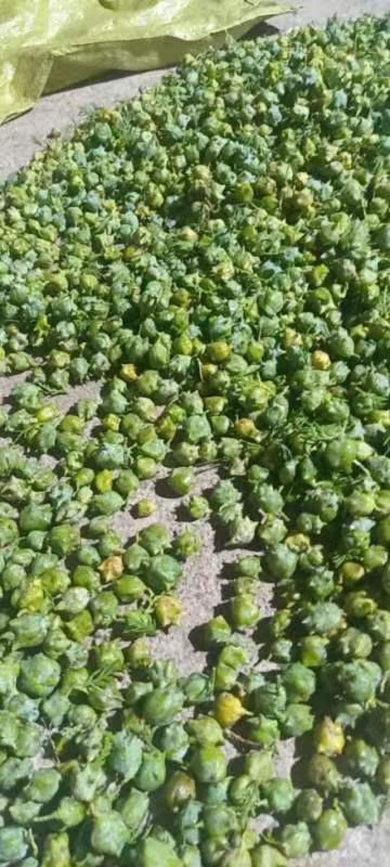 柏果子，柏铃，柏子，柏子仁，优质野生柏子，柏果，柏玲