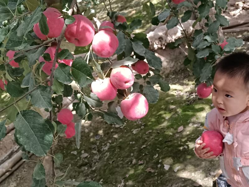 阿克苏冰糖心苹果二级光果电商推货专用