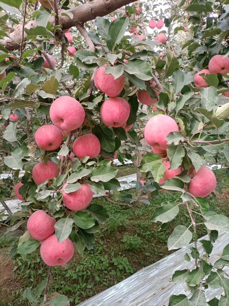 阿克苏冰糖心苹果二级光果电商推货专用