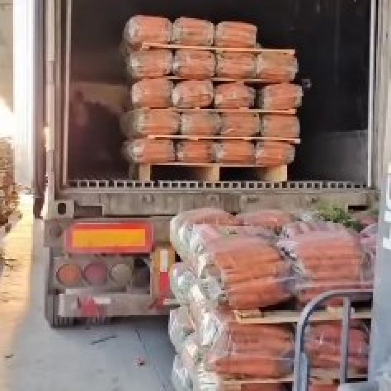 黄胡萝卜提供各种规格，大陕北精品黄萝卜大量出货，懂的联系