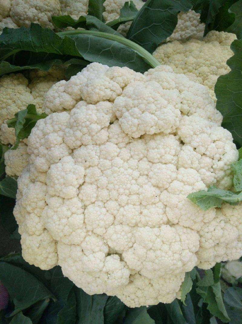 厦松80天有机青梗松花菜种子西兰花青花菜花椰菜秋季农家