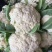 厦松80天有机青梗松花菜种子西兰花青花菜花椰菜秋季农家
