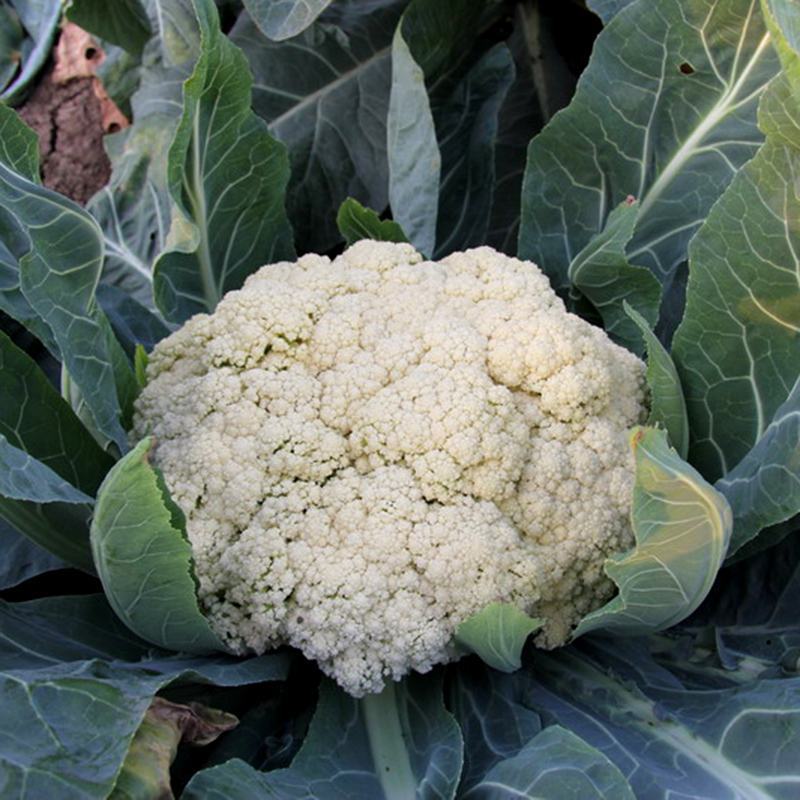 厦松80天有机青梗松花菜种子西兰花青花菜花椰菜秋季农家