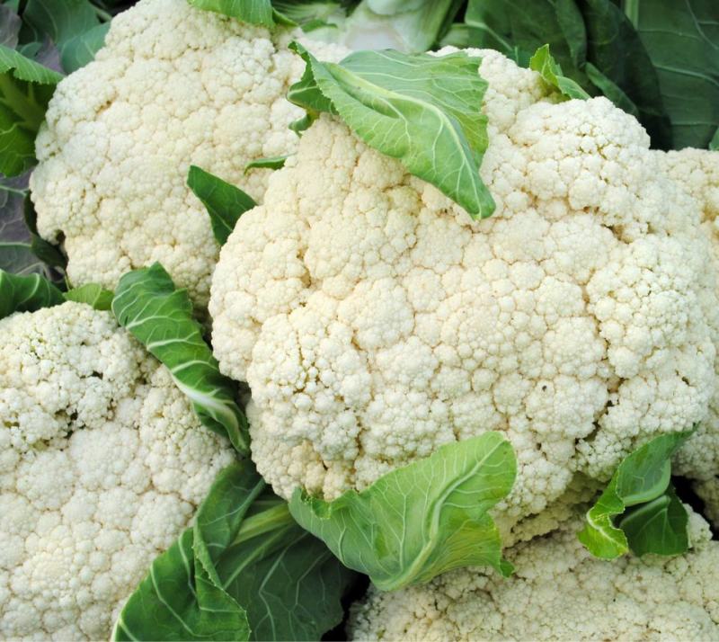 厦松80天有机青梗松花菜种子西兰花青花菜花椰菜秋季农家