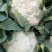 厦松80天有机青梗松花菜种子西兰花青花菜花椰菜秋季农家