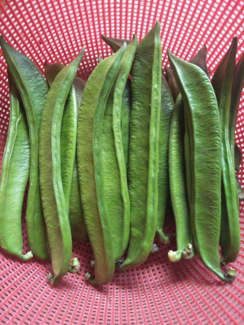 广西新鲜嫩刀豆可产地直发市场，泡酸厂，快递一件代发