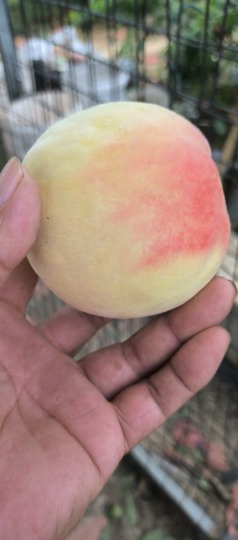 永连密桃